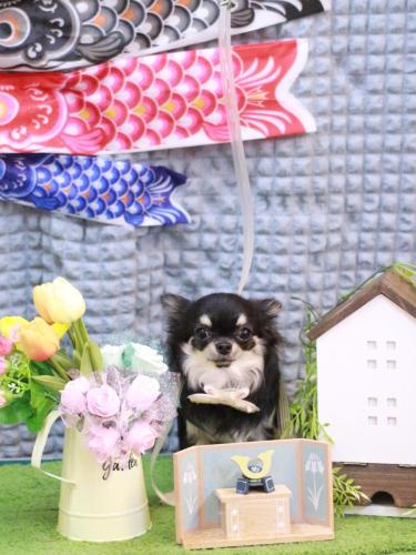 20230507プリンちゃん